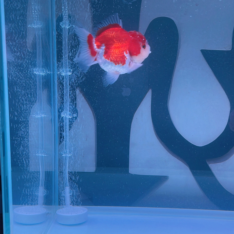 Aquarium-Saugnapf 10 Stück, Ha – Aquarium Fish Youtube Bewertung und Preis