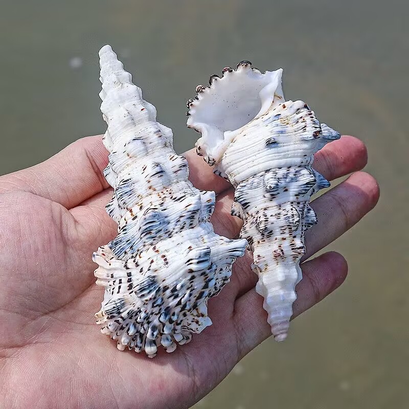 Monster Tower Schnecke Aquariu – Aquarium Fish Monster Bewertung und Preis