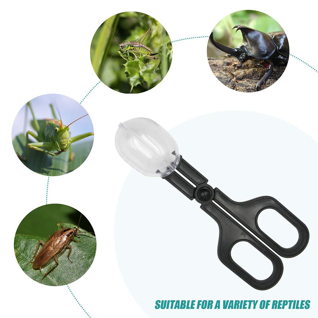 Tragbare Transparente Insekten – Aquarium Fish Trap Bewertung und Preis